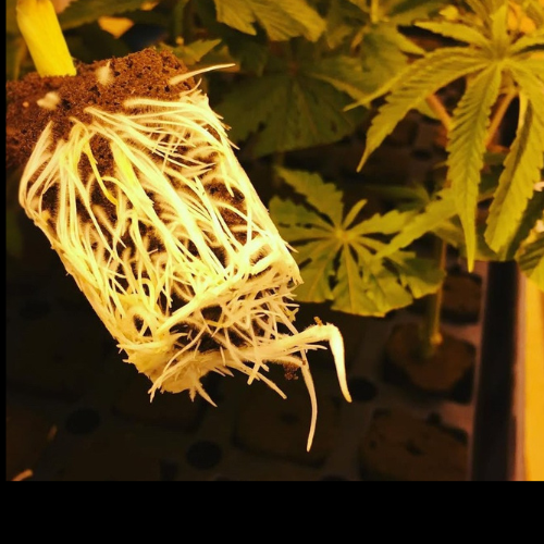 Trop Pink Zkittlez Clone