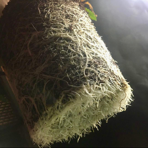 Trop Pink Zkittlez Clone