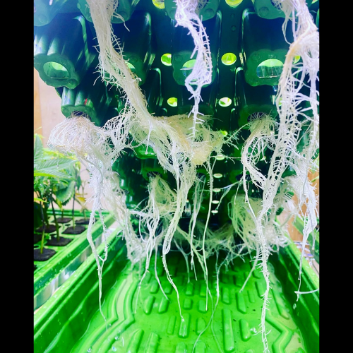 Deep Space (Oreoz x Zero Gravity)