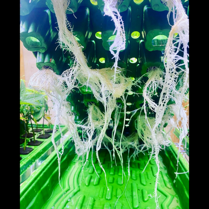 Deep Space (Oreoz x Zero Gravity)